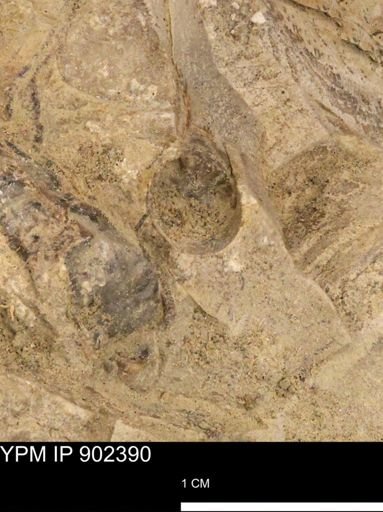 Baculites