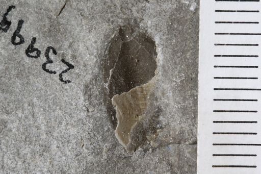 Lingula? carbonaria