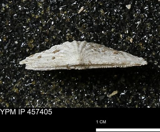 Stropheodonta sp.