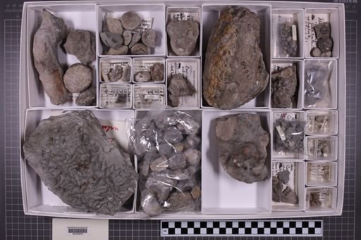 mixed taxa, stratigraphic collection