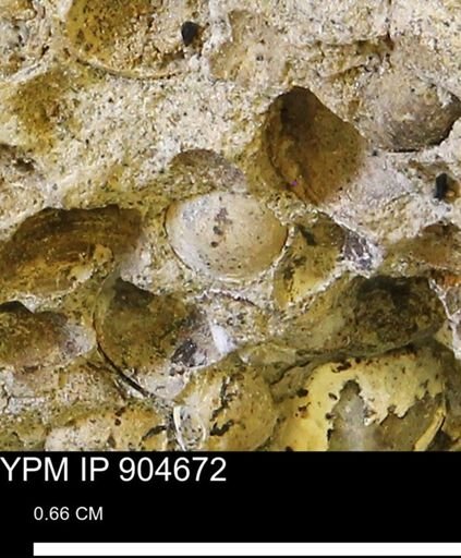 Corbulamella?