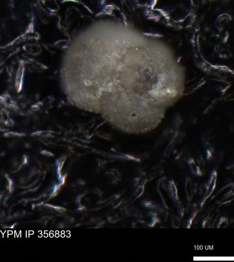 undet. Foraminiferida
