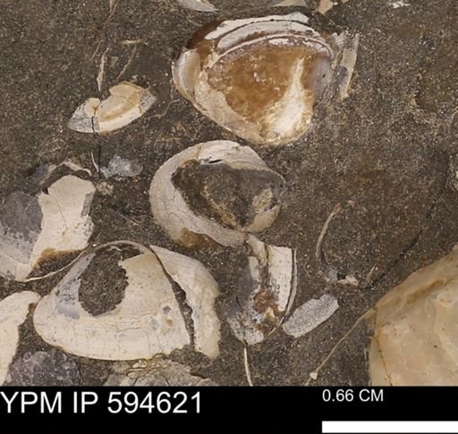 Protocardia sp.