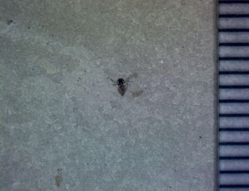 undet. Diptera