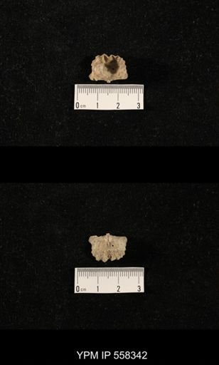 Liosotella sp.