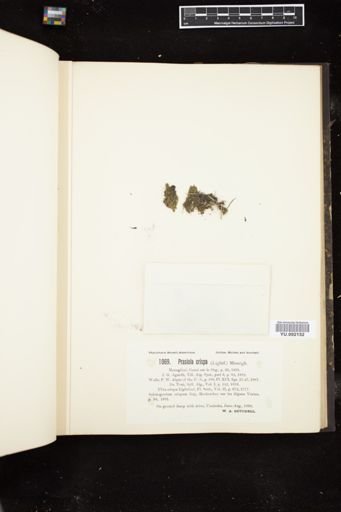 Prasiola crispa