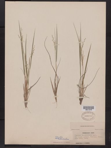 Panicum depauperatum
