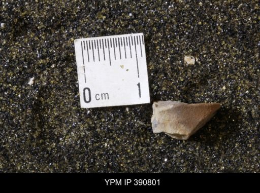 undet. Scaphitidae