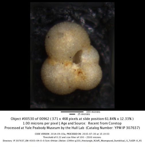 undet. Foraminiferida