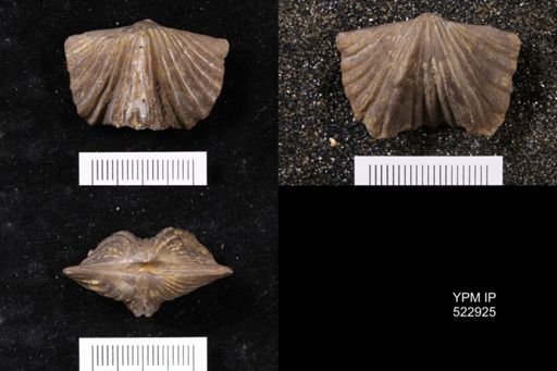 Platystrophia sp.