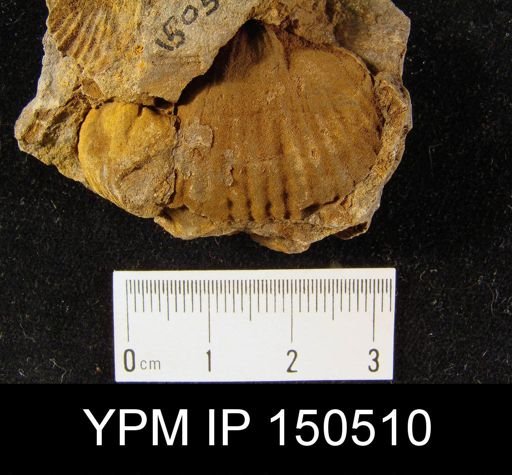 Orthorhynchula sp.