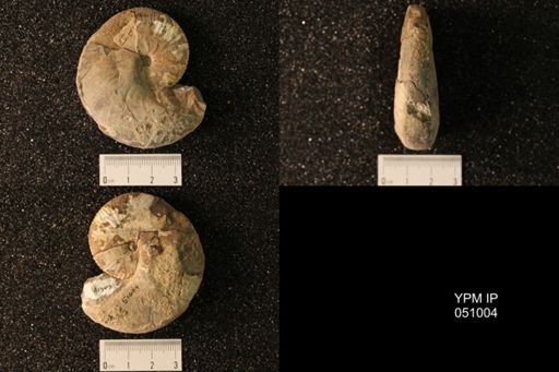Hoploscaphites nicolletii