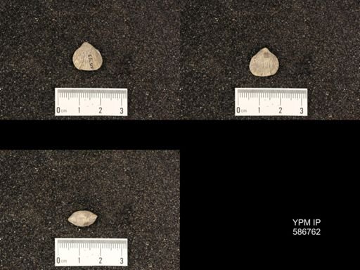 Rhynchotrema capax