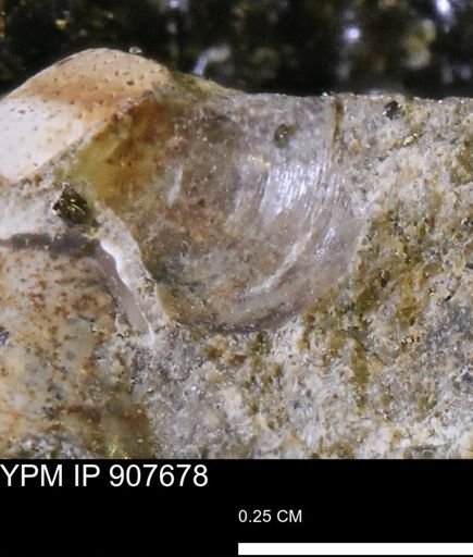 undet. Bivalvia