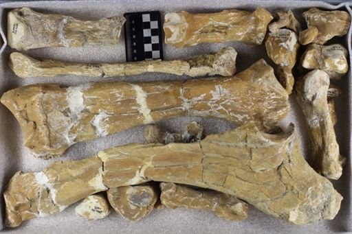 Titanotherium sp.