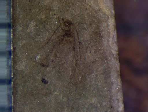 Aphididae?