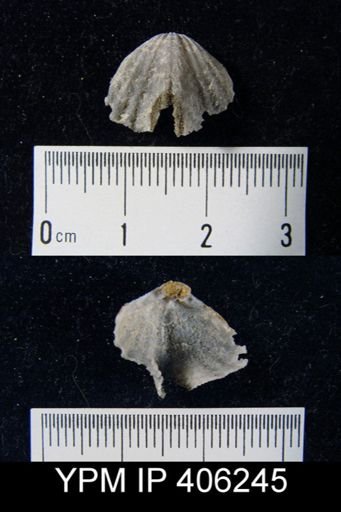 undet. Rhynchonellida