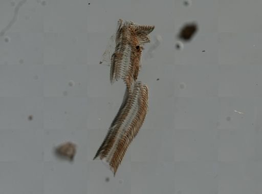 Elimia virginica