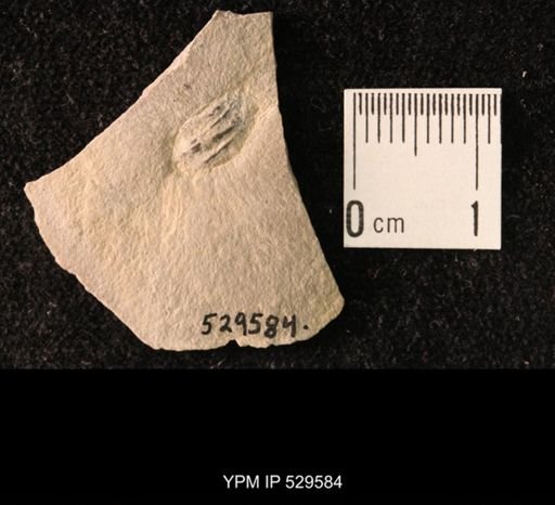 Trilobita