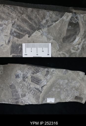 undet. Eurypterida