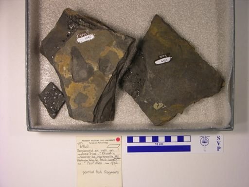 Semionotidae