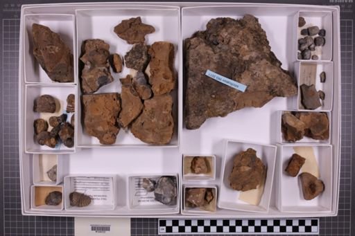 mixed taxa, stratigraphic collection