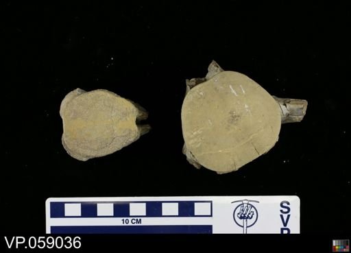 Platecarpus