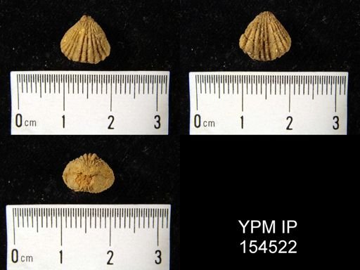 Rhynchotrema nr. anticostiensis