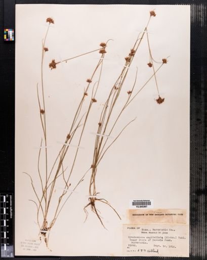 Rhynchospora capitellata
