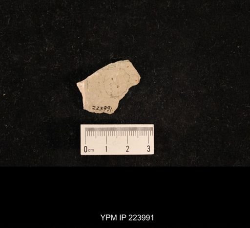 Dichentomum tinctum