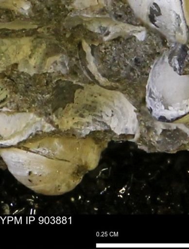 Corbulamella?