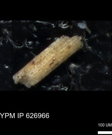 Echinoidea?