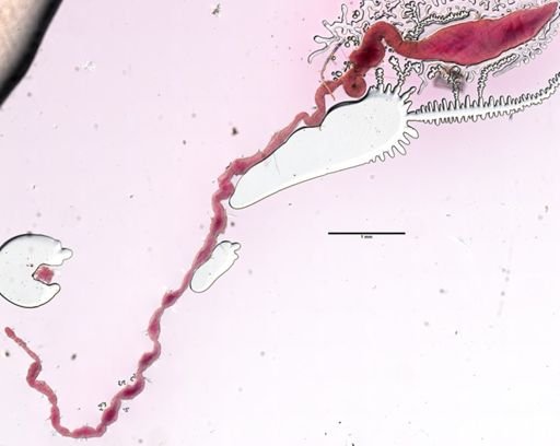 Tubificoides intermedius