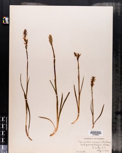 Spiranthes cernua