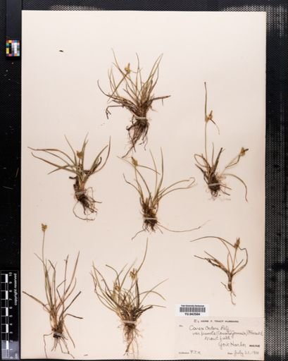 Carex viridula