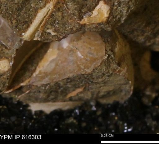 Protocardia subquadrata