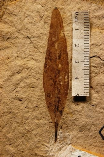 Salix wildcatensis