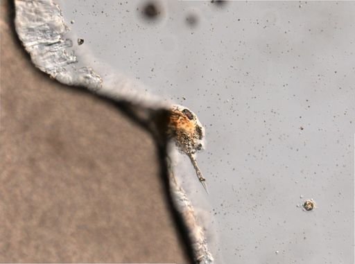 Trichocerca insignis