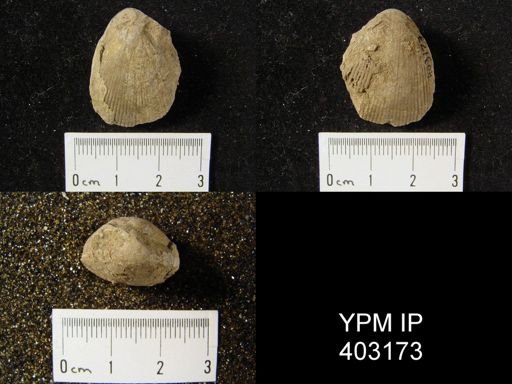 Eumetria vera