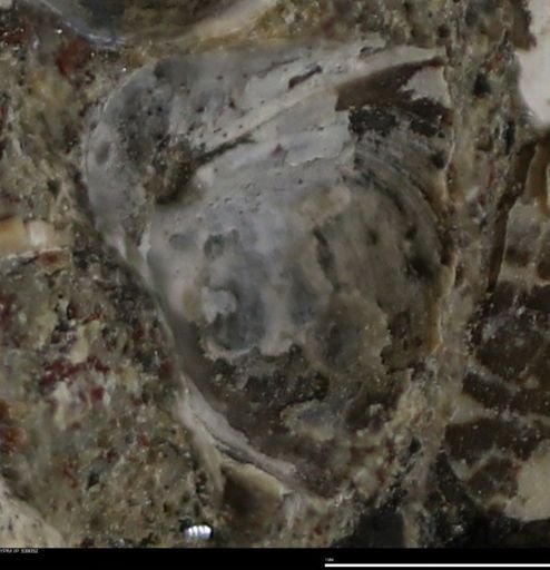 Corbulamella gregaria