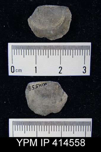 Devonochonetes?