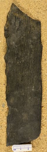 Sigillaria sp.