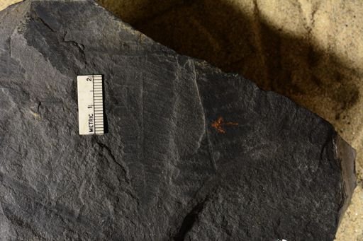 Pecopteris sp.