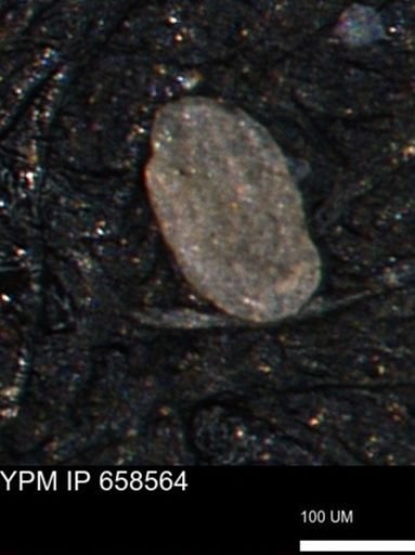 Miliammina ischnia
