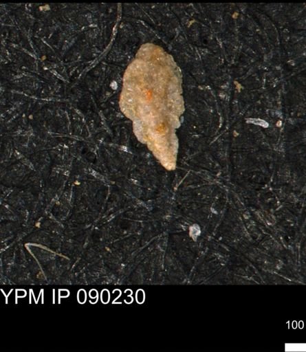 Verneuilina canadensis