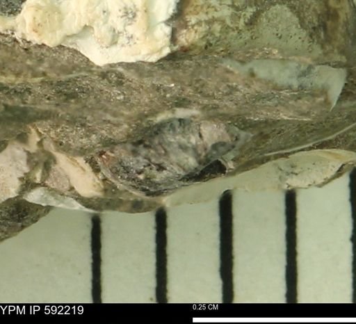 undet. Bivalvia