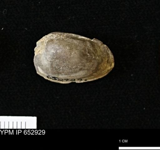 undet. Veneroida