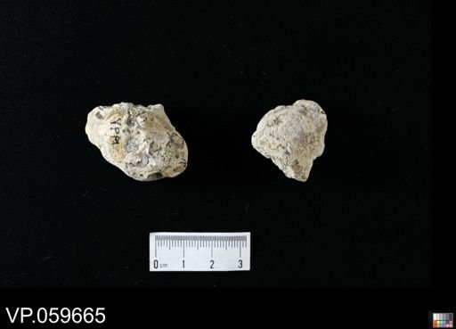 undet. Actinopterygii