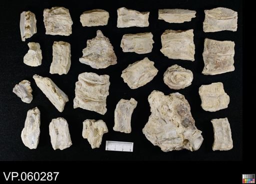 undet. Actinopterygii