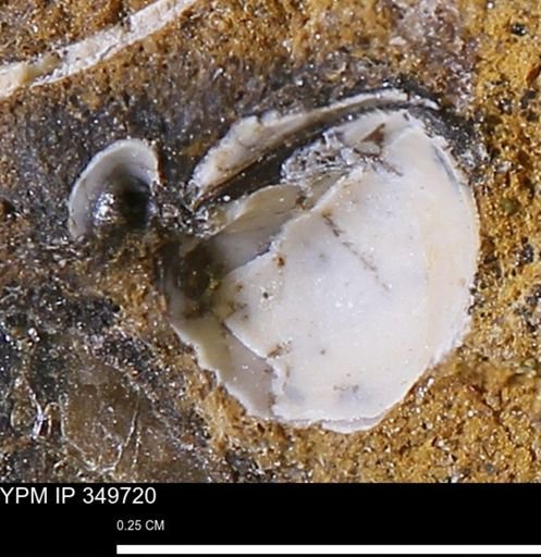 undet. Bivalvia